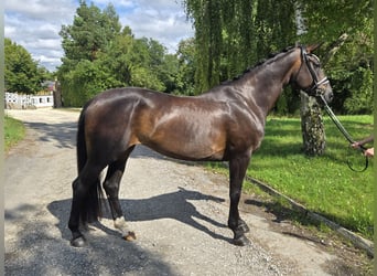 Hannoveraner, Stute, 5 Jahre, 169 cm, Dunkelbrauner
