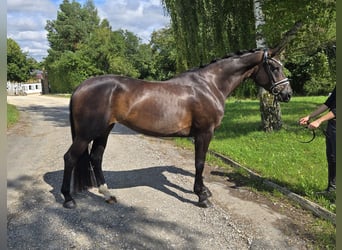 Hannoveraner, Stute, 5 Jahre, 169 cm, Dunkelbrauner