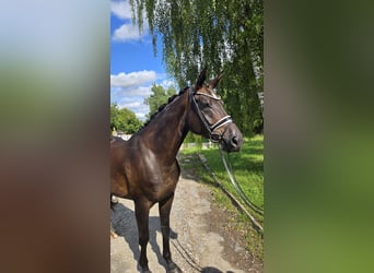 Hannoveraner, Stute, 5 Jahre, 169 cm, Dunkelbrauner