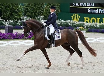 Hannoveraner, Stute, 5 Jahre, 169 cm, Dunkelfuchs