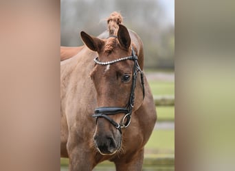 Hannoveraner, Stute, 5 Jahre, 169 cm, Fuchs