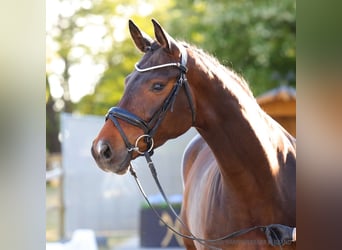 Hannoveraner, Stute, 5 Jahre, 169 cm, Fuchs