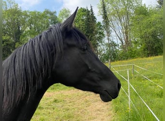 Hannoveraner, Stute, 5 Jahre, 169 cm, Rappe