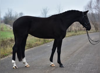 Hannoveraner, Stute, 5 Jahre, 169 cm, Rappe