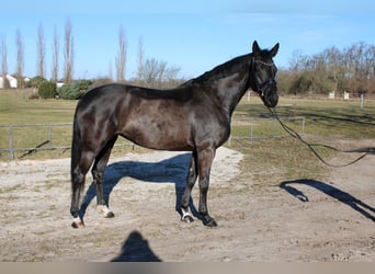 Hannoveraner, Stute, 5 Jahre, 169 cm, Rappe