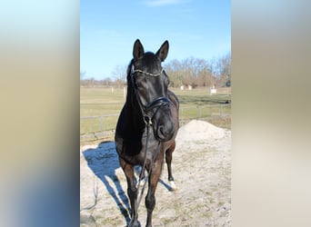 Hannoveraner, Stute, 5 Jahre, 169 cm, Rappe