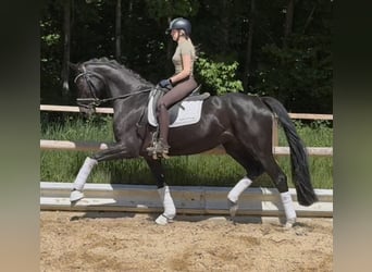 Hannoveraner, Stute, 5 Jahre, 169 cm, Rappe