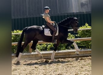 Hannoveraner, Stute, 5 Jahre, 169 cm, Rappe