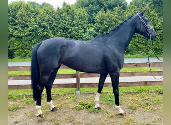 Hannoveraner, Stute, 5 Jahre, 169 cm, Rappe