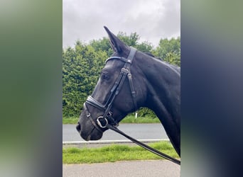Hannoveraner, Stute, 5 Jahre, 169 cm, Rappe