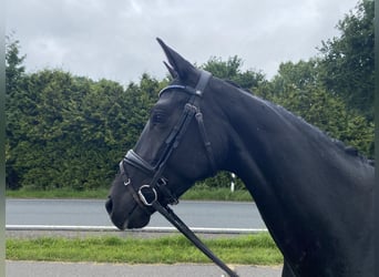 Hannoveraner, Stute, 5 Jahre, 169 cm, Rappe
