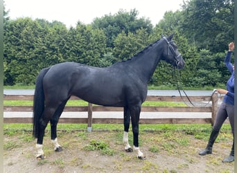 Hannoveraner, Stute, 5 Jahre, 169 cm, Rappe