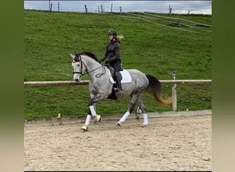 Hannoveraner, Stute, 5 Jahre, 169 cm, Schimmel