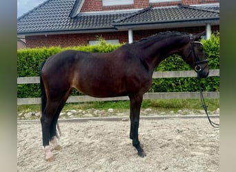 Hannoveraner, Stute, 5 Jahre, 169 cm, Schwarzbrauner