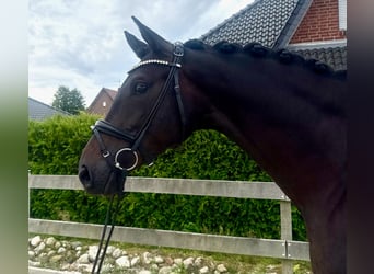 Hannoveraner, Stute, 5 Jahre, 169 cm, Schwarzbrauner