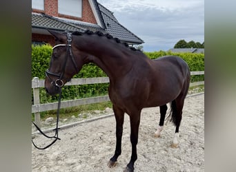Hannoveraner, Stute, 5 Jahre, 169 cm, Schwarzbrauner