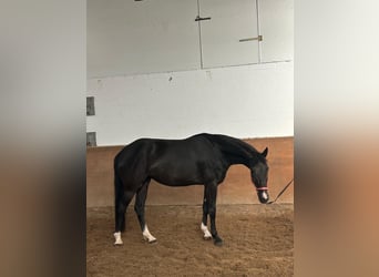 Hannoveraner, Stute, 5 Jahre, 169 cm