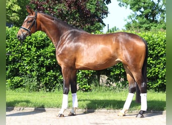 Hannoveraner, Stute, 5 Jahre, 170 cm, Brauner