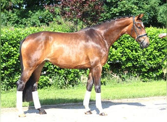 Hannoveraner, Stute, 5 Jahre, 170 cm, Brauner