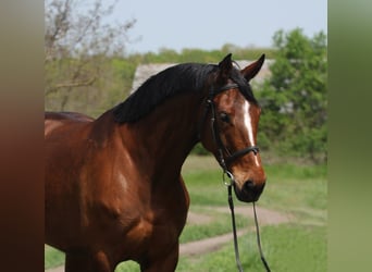 Hannoveraner, Stute, 5 Jahre, 170 cm, Brauner
