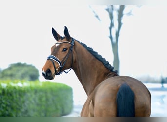 Hannoveraner, Stute, 5 Jahre, 170 cm, Brauner