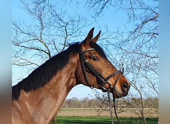 Hannoveraner, Stute, 5 Jahre, 170 cm, Brauner