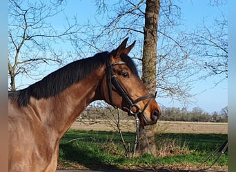 Hannoveraner, Stute, 5 Jahre, 170 cm, Brauner