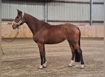 Hannoveraner, Stute, 5 Jahre, 170 cm, Brauner