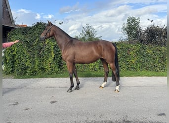 Hannoveraner, Stute, 5 Jahre, 170 cm, Brauner