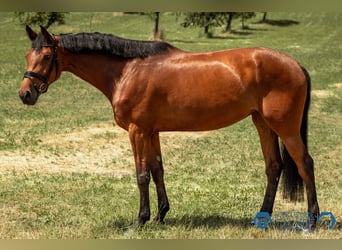 Hannoveraner, Stute, 5 Jahre, 170 cm, Brauner