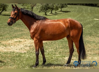 Hannoveraner, Stute, 5 Jahre, 170 cm, Brauner