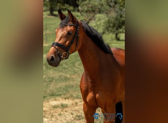 Hannoveraner, Stute, 5 Jahre, 170 cm, Brauner