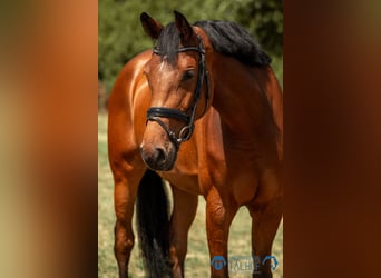 Hannoveraner, Stute, 5 Jahre, 170 cm, Brauner