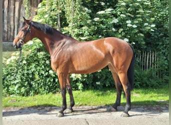 Hannoveraner, Stute, 5 Jahre, 170 cm, Brauner