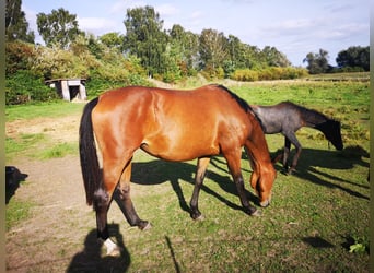 Hannoveraner, Stute, 5 Jahre, 170 cm, Brauner