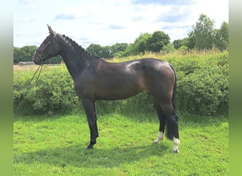 Hannoveraner, Stute, 5 Jahre, 170 cm, Dunkelbrauner