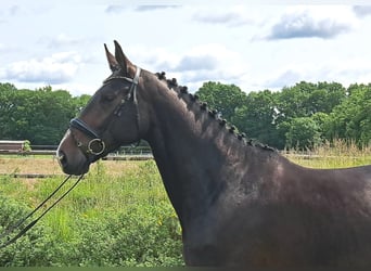 Hannoveraner, Stute, 5 Jahre, 170 cm, Dunkelbrauner