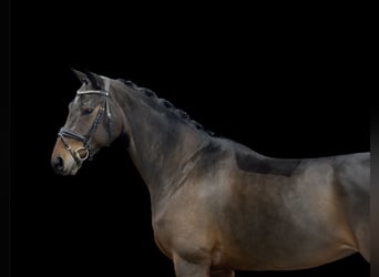 Hannoveraner, Stute, 5 Jahre, 170 cm, Dunkelbrauner