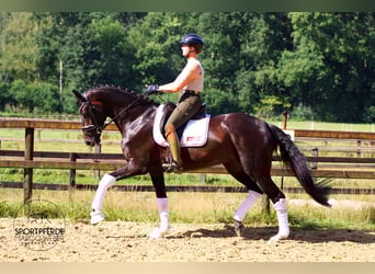 Hannoveraner, Stute, 5 Jahre, 170 cm, Dunkelbrauner