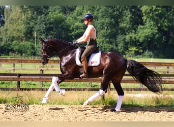 Hannoveraner, Stute, 5 Jahre, 170 cm, Dunkelbrauner