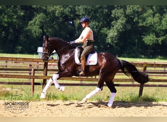Hannoveraner, Stute, 5 Jahre, 170 cm, Dunkelbrauner