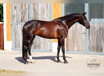 Hannoveraner, Stute, 5 Jahre, 170 cm, Dunkelbrauner