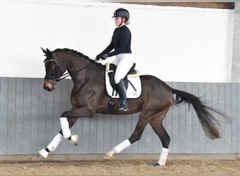 Hannoveraner, Stute, 5 Jahre, 170 cm, Dunkelbrauner