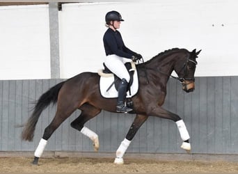 Hannoveraner, Stute, 5 Jahre, 170 cm, Dunkelbrauner