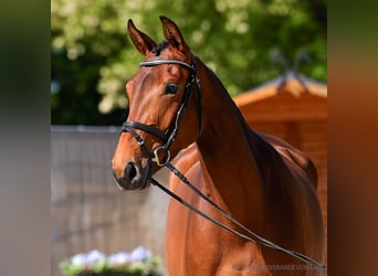 Hannoveraner, Stute, 5 Jahre, 170 cm, Dunkelbrauner