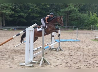 Hannoveraner, Stute, 5 Jahre, 170 cm, Dunkelbrauner