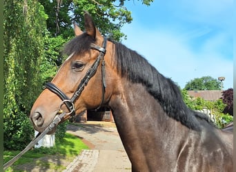 Hannoveraner, Stute, 5 Jahre, 170 cm, Dunkelbrauner
