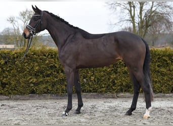 Hannoveraner, Stute, 5 Jahre, 170 cm, Dunkelbrauner