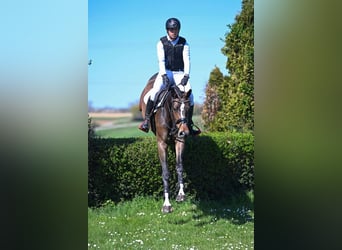 Hannoveraner, Stute, 5 Jahre, 170 cm, Dunkelbrauner
