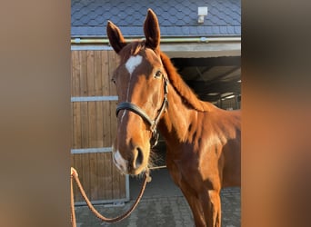 Hannoveraner, Stute, 5 Jahre, 170 cm, Dunkelfuchs